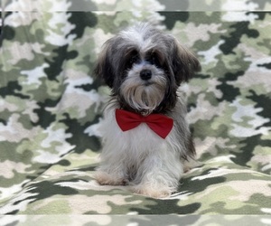Havanese Puppy for Sale in LAKELAND, Florida USA