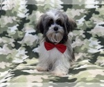 Small Photo #1 Havanese Puppy For Sale in LAKELAND, FL, USA