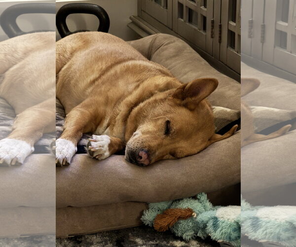 Medium Photo #11 Chow Chow-Rat Terrier Mix Puppy For Sale in White Bluff, TN, USA