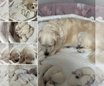 Small #11 English Cream Golden Retriever