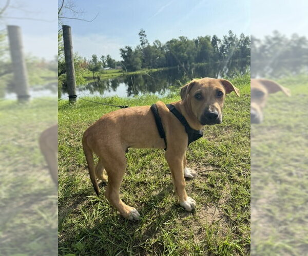 Medium Photo #2 Labrador Retriever-Unknown Mix Puppy For Sale in Tarrytown, GA, USA