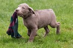 Small Photo #6 Labrador Retriever Puppy For Sale in NEW PITTSBURGH, OH, USA