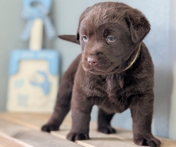 Medium Photo #46 Labrador Retriever Puppy For Sale in GOSHEN, IN, USA