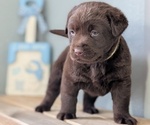 Small #2 Labrador Retriever