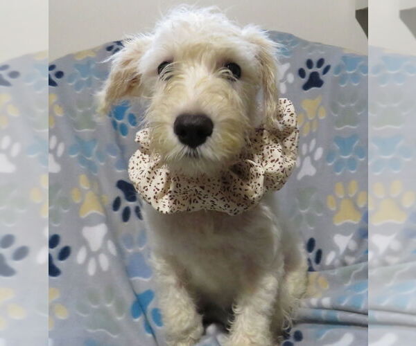 Medium Photo #2 Miniature Schnauzer-Poodle (Miniature) Mix Puppy For Sale in Grovertown, IN, USA