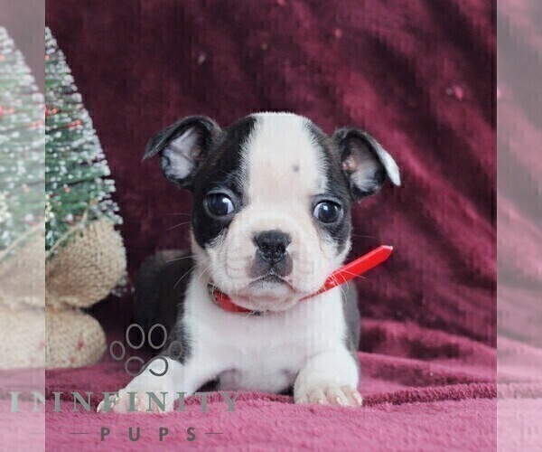 Medium Photo #4 Boston Terrier Puppy For Sale in PORT ROYAL, PA, USA