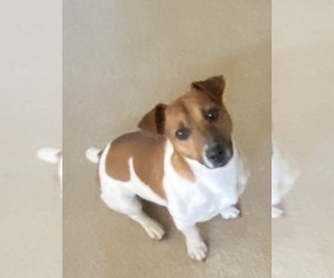 Father of the Jack Russell Terrier puppies born on 08/01/2025