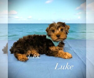Medium Yorkshire Terrier