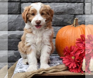 Poodle (Miniature)-Sheepadoodle Mix Puppy for sale in SUNBURY, PA, USA