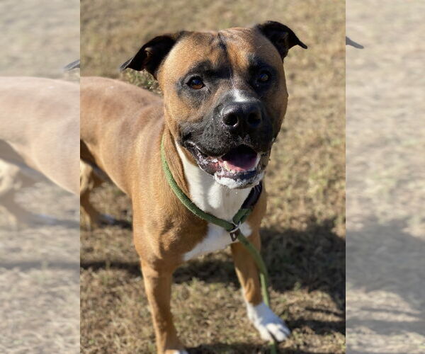 Medium Photo #7 Mutt Puppy For Sale in Virginia Beach, VA, USA