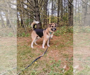 Augie - Male Gerberian Shepsky Dog for Adoption - Photo #4