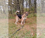 Small Photo #4 Gerberian Shepsky Puppy For Sale in Gloversville, NY, USA