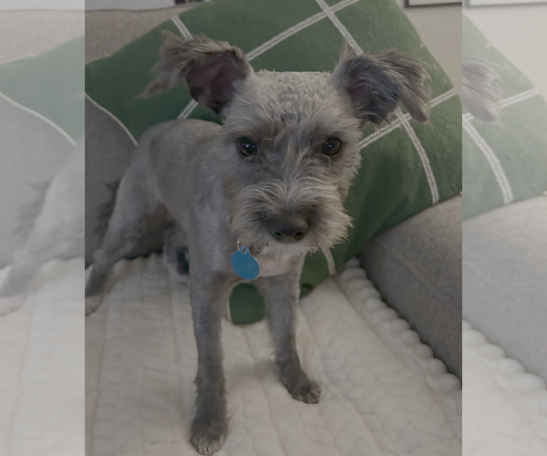Medium Photo #4 Poodle (Miniature)-Unknown Mix Puppy For Sale in Bellevue, WA, USA