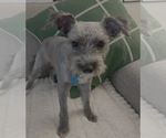 Small Photo #4 Poodle (Miniature)-Unknown Mix Puppy For Sale in Bellevue, WA, USA