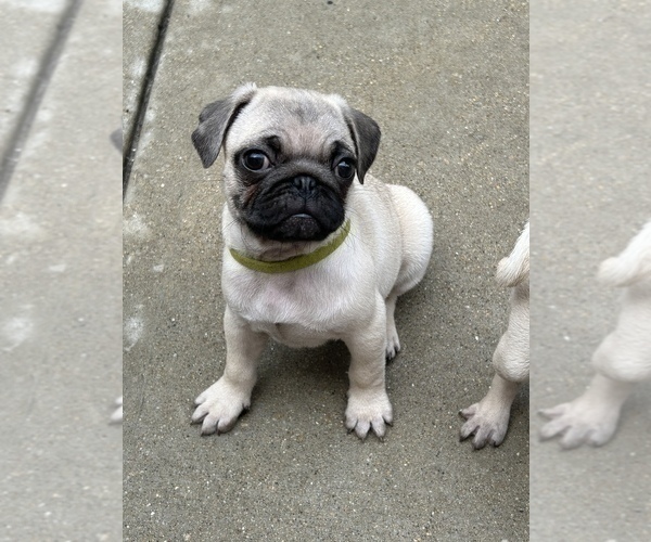 Medium Photo #2 Pug Puppy For Sale in CHICAGO, IL, USA