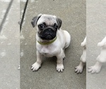 Small Photo #2 Pug Puppy For Sale in CHICAGO, IL, USA