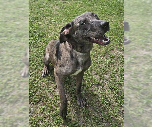 Medium Photo #2 Catahoula Leopard Dog Puppy For Sale in Oakhurst, NJ, USA