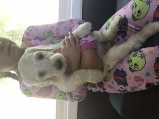 Goldendoodle Puppy for sale in COLUMBIA, MD, USA