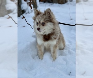 Mother of the Alaskan Klee Kai-Pomsky Mix puppies born on 02/02/2026