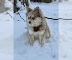 Small Photo #1 Alaskan Klee Kai-Pomsky Mix Puppy For Sale in STAPLES, MN, USA