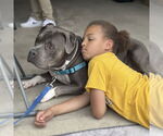 Small #7 American Pit Bull Terrier Mix