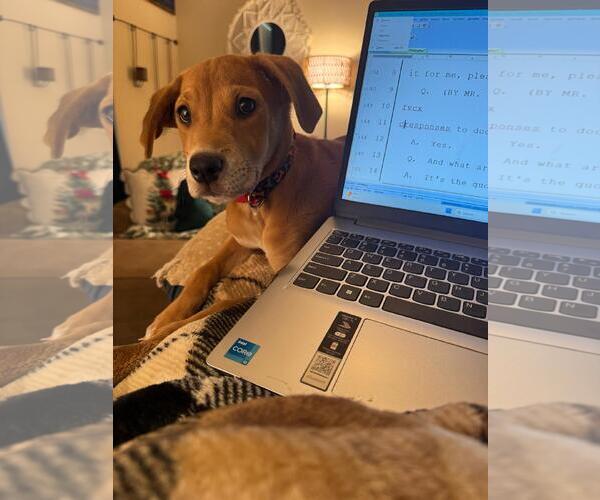 Medium Photo #3 Labrador Retriever-Unknown Mix Puppy For Sale in The Woodlands, TX, USA