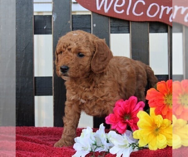 Medium Photo #5 Goldendoodle-Poodle (Miniature) Mix Puppy For Sale in RONKS, PA, USA
