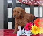 Small Photo #5 Goldendoodle-Poodle (Miniature) Mix Puppy For Sale in RONKS, PA, USA