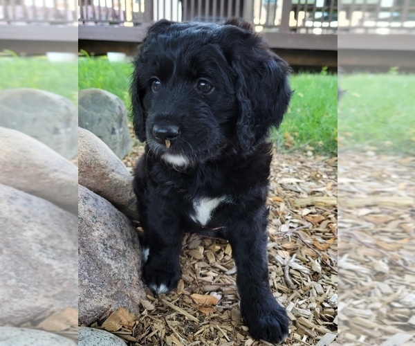 Medium Photo #1 Bernedoodle Puppy For Sale in OMAHA, NE, USA