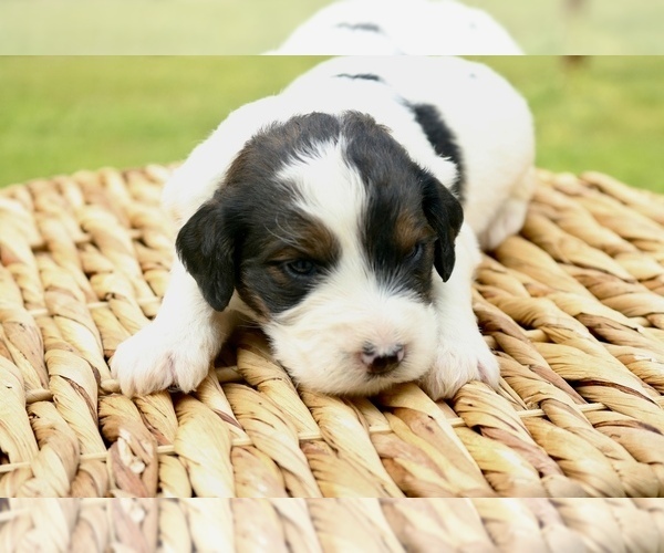 Medium Photo #10 Bernedoodle Puppy For Sale in KNOB NOSTER, MO, USA