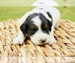 Small #9 Bernedoodle