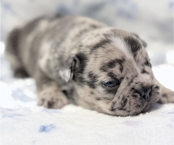 Medium Photo #6 French Bulldog Puppy For Sale in SACRAMENTO, CA, USA