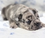 Small #5 French Bulldog