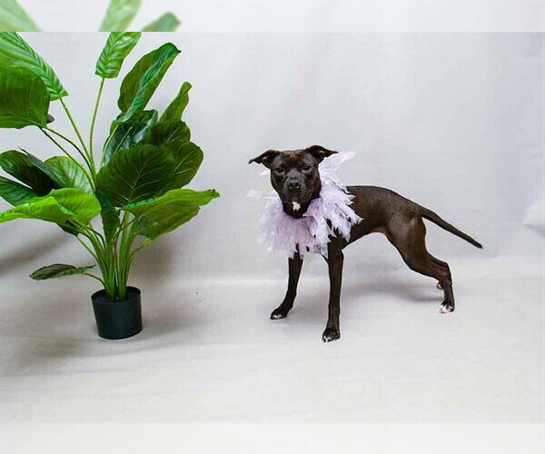 Medium Photo #2 Mutt Puppy For Sale in Sanford, FL, USA