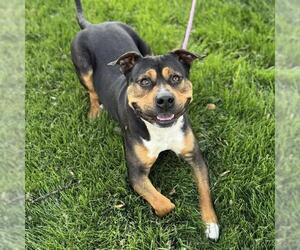 Mutt Dogs for adoption in Modesto, CA, USA