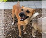 Small #1 Carolina Dog-German Shepherd Dog Mix