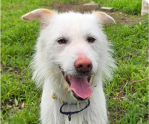 Mutt Dogs for adoption in San Ramon, CA, USA