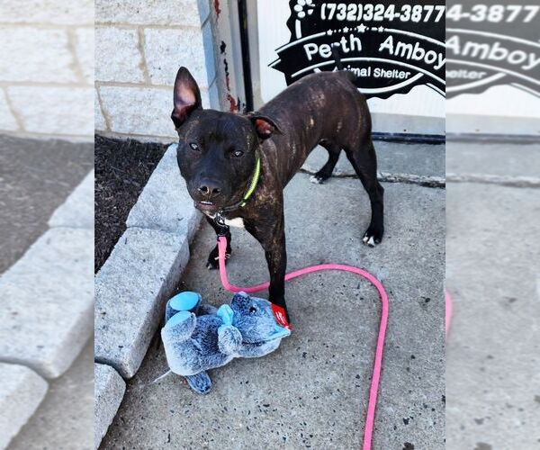 Medium Photo #3 American Staffordshire Terrier-Unknown Mix Puppy For Sale in Perth Amboy, NJ, USA