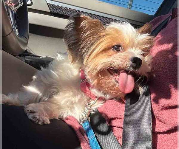 Medium Photo #3 Mutt Puppy For Sale in Kennesaw, GA, USA