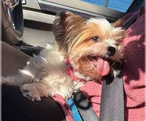 Judith - Female Mutt Dog for Adoption - Photo #3