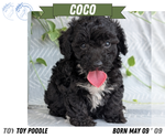 Small #9 Poodle (Toy)