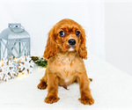 Small #6 Cavalier King Charles Spaniel