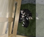 Small #34 Siberian Husky