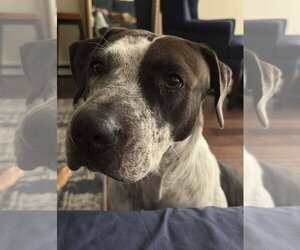 German Shorthaired Pointer-Unknown Mix Dogs for adoption in Oakhurst, NJ, USA