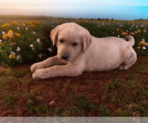 Golden Labrador Puppy for sale in BUCKEYE, AZ, USA