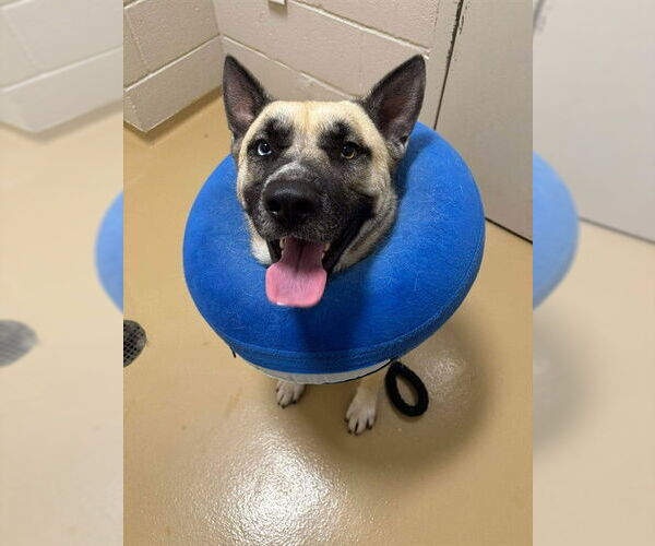 Medium Photo #2 German Shepherd Dog-Unknown Mix Puppy For Sale in Pasadena, TX, USA