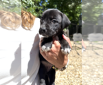 Small #2 Mutt