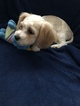 Small Photo #7 Cavachon Puppy For Sale in CHICAGO, IL, USA