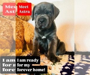Cane Corso Dog for Adoption in WOODLAND HILLS, California USA