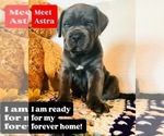 Small Cane Corso
